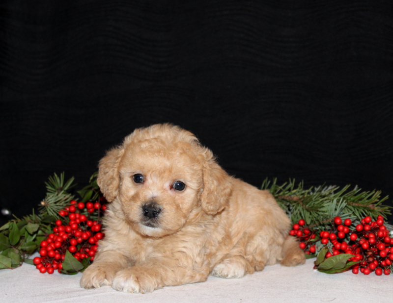 puppy, for, sale, Morki-Poo, Matthew B. Stoltzfus, dog, breeder, Gap, PA, dog-breeder, puppy-for-sale, forsale, nearby, find, puppyfind, locator, puppylocator, aca